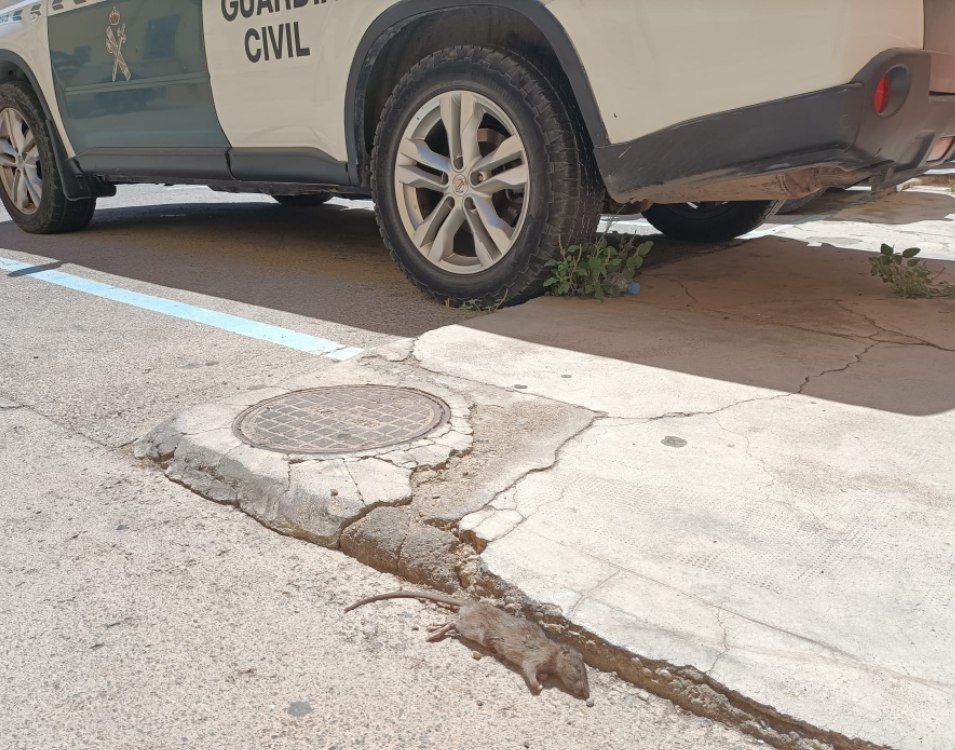 Rata en parking del acuartelamiento de la Guardia Civil en Roquetas de Mar.
