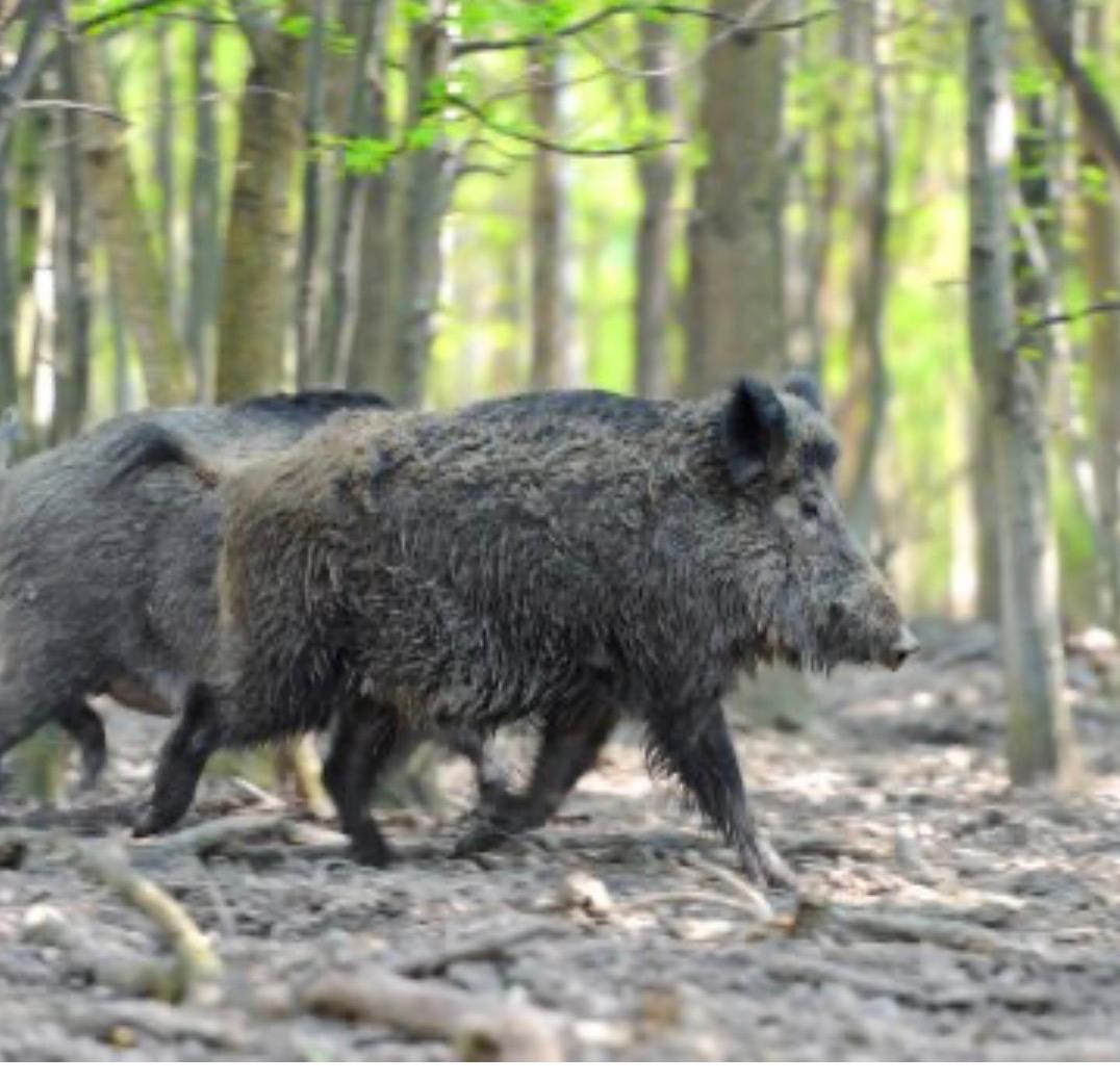 Detectados en Cataluña cuatro nuevos casos de peste porcina africana. 