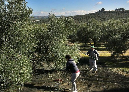Campaña olivarera.