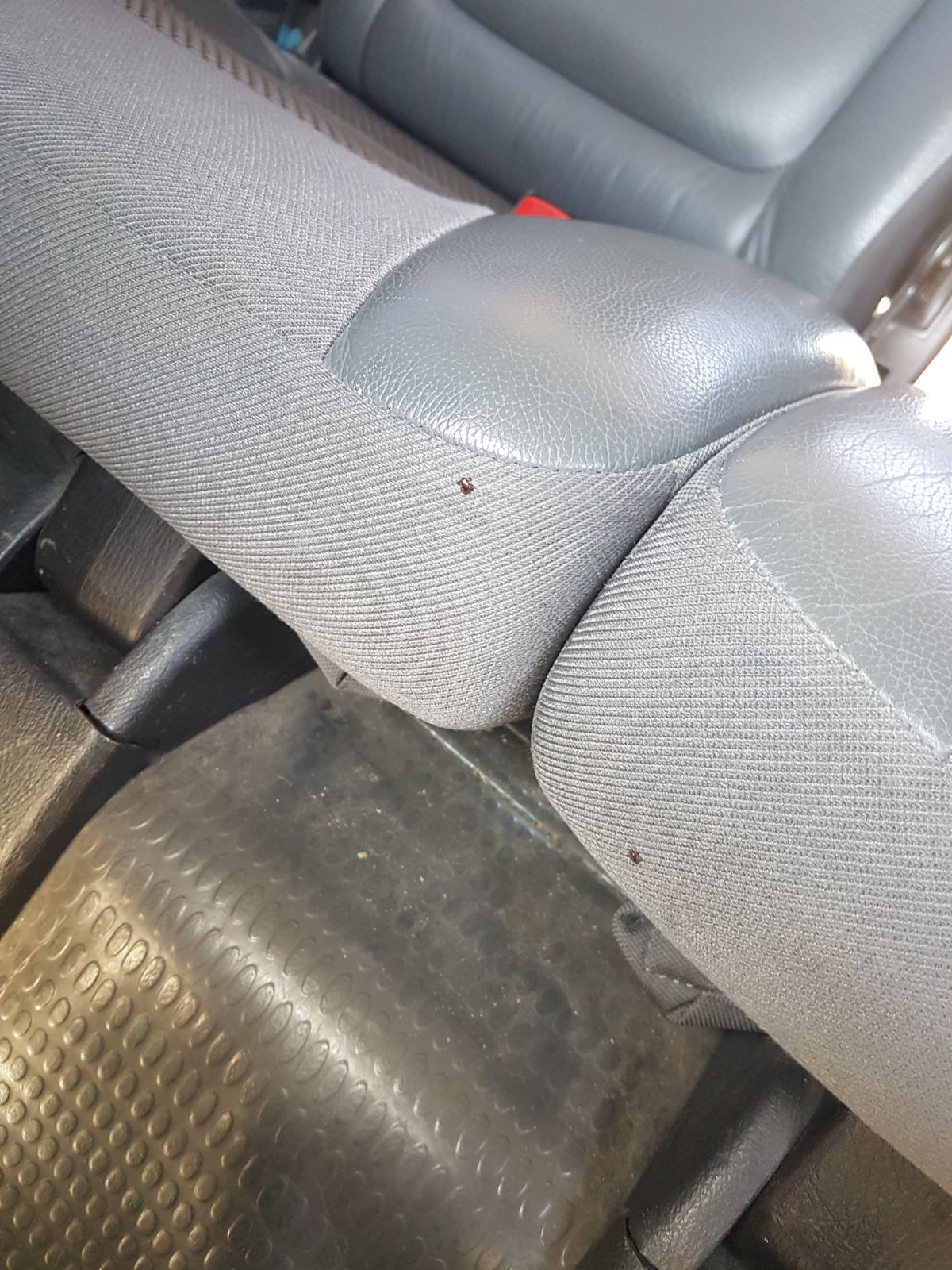 En esta imagen pueden observarse dos garrapatas en los asientos del vehículo.