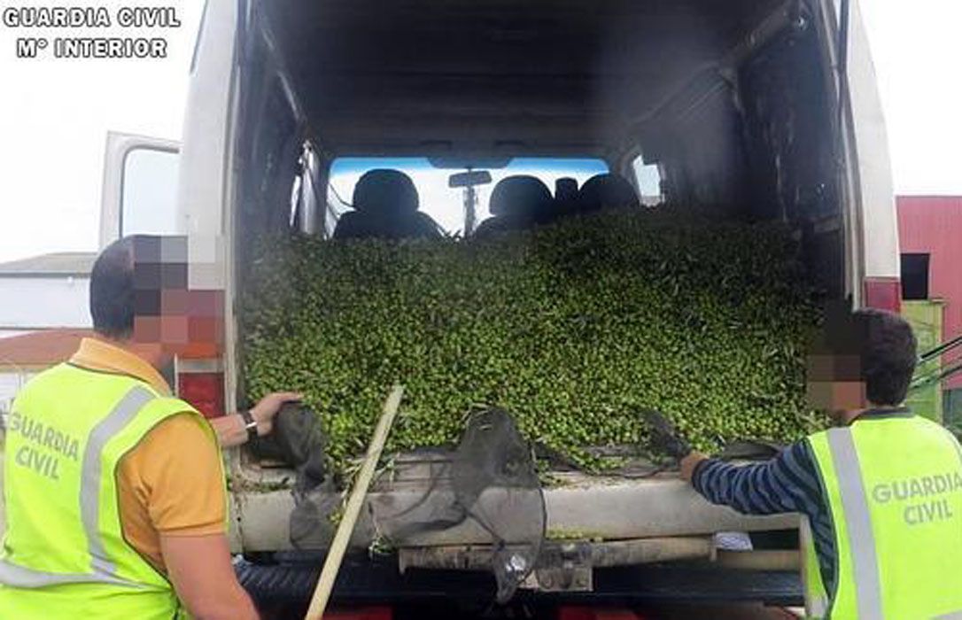 Dos agentes examinan una carga de aceitunas robadas.