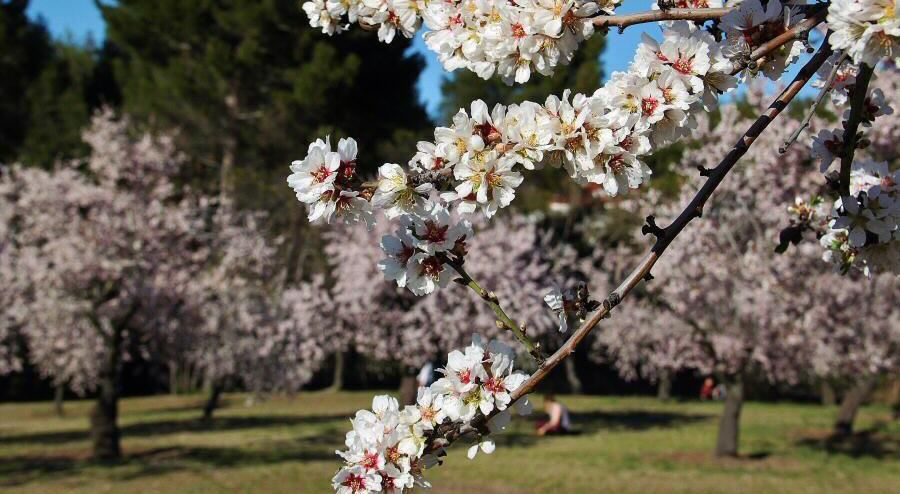 Almendros en flor, el regalo que nos trae cada mes de febrero.