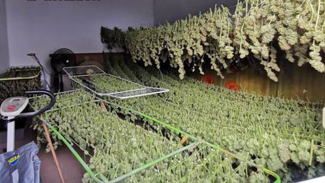 Plantación ilegal de marihuana descubierta por la Guardia Civil.