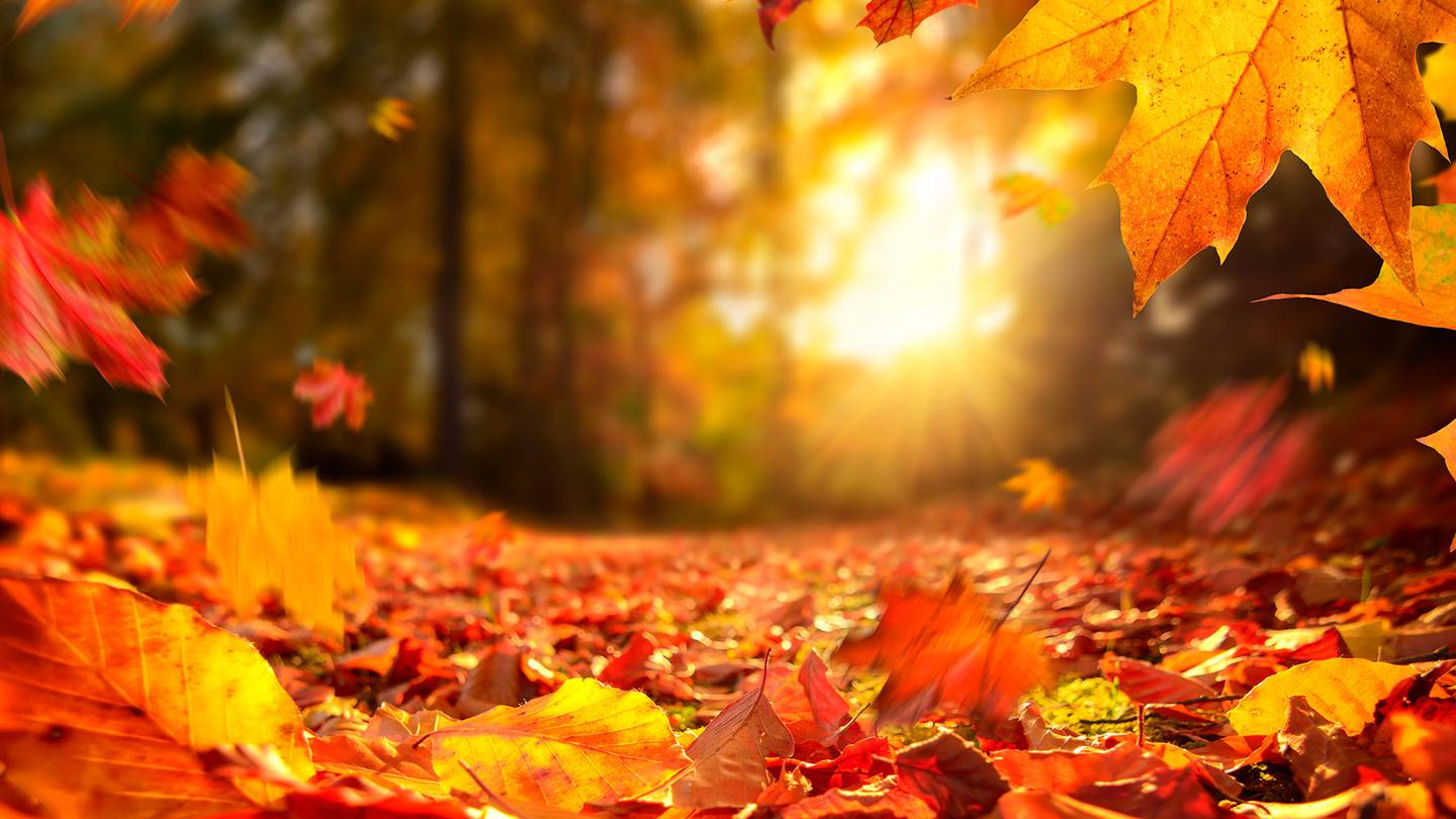 Octubre llega lleno de grandes ofertas para los afiliados de AUGC.