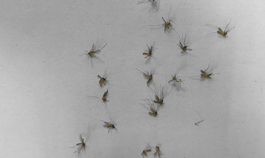  Mosquitos ya sin vida en el Puesto de la Guardia Civil de Alfafar-Catarroja.